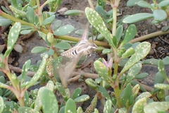 Hyles livornica