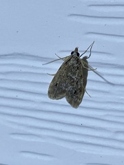 Scoparia basalis