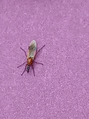 Dilophus stigmaterus