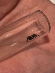 Brachymeria podagrica