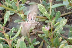 Hyles livornica