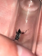 Brachymeria podagrica