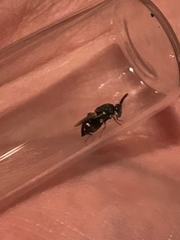 Brachymeria podagrica