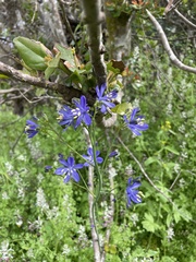 Pasithea caerulea