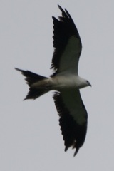 Elanoides forficatus