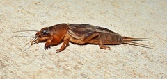 Neocurtilla hexadactyla
