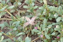 Hyles livornica