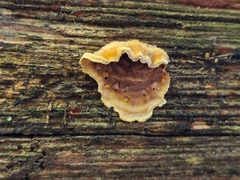 Stereum gausapatum
