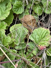 Boykinia occidentalis