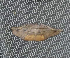 Xenomusa metallica