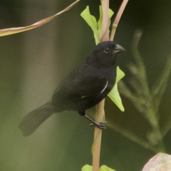 Sporophila corvina