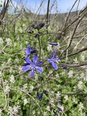 Pasithea caerulea