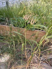 Panicum miliaceum miliaceum