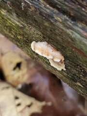 Stereum gausapatum