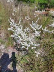 Polygonella americana