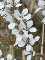 Boykinia occidentalis