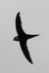 Panyptila cayennensis