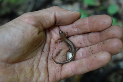 Desmognathus orestes