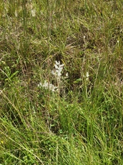 Polygonella americana