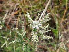 Polygonella americana