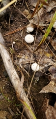 Lycoperdon echinatum
