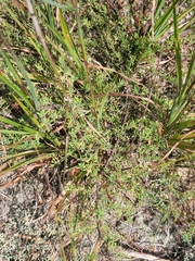 Polygonella americana
