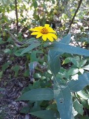 Helianthus hirsutus