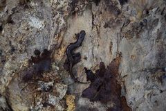 Desmognathus orestes