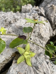 Gonolobus erianthus