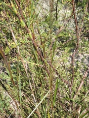Polygonella americana