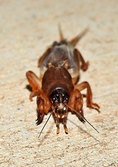 Neocurtilla hexadactyla