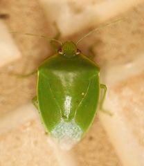Glaucias