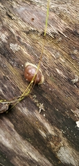 Reticularia