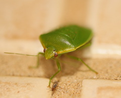 Glaucias