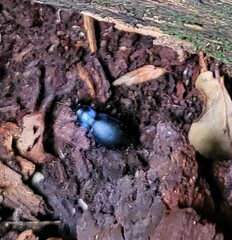 Carabus violaceus