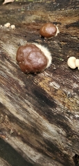 Reticularia