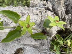 Gonolobus erianthus