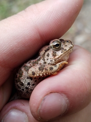 Incilius occidentalis