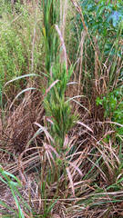 Andropogon glomeratus