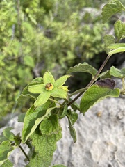 Gonolobus erianthus