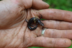 Desmognathus orestes