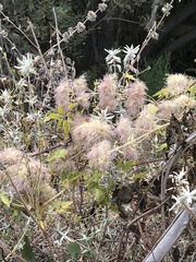 Clematis ligusticifolia