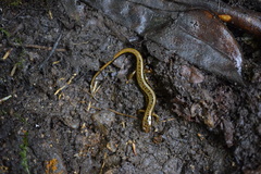Eurycea wilderae