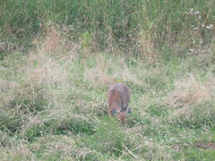 Odocoileus virginianus leucurus