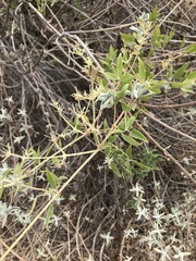 Clematis ligusticifolia