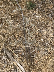 Astragalus trichopodus antisellii