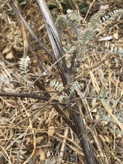 Astragalus trichopodus antisellii