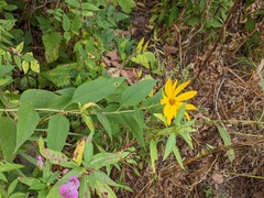 Helianthus strumosus