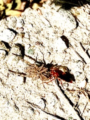 Tachypompilus unicolor