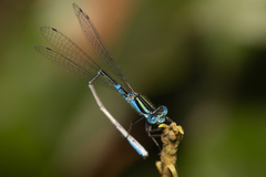 Austroagrion watsoni